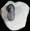 Very Unusual Pelagic Trilobite Cyclopyge - HUGE EYES #11062-6